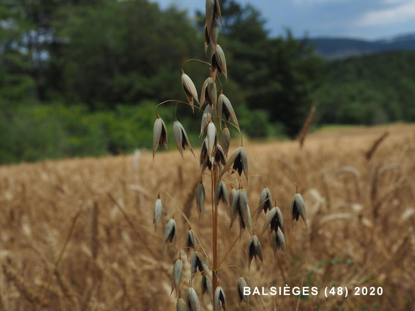 Oat, Common